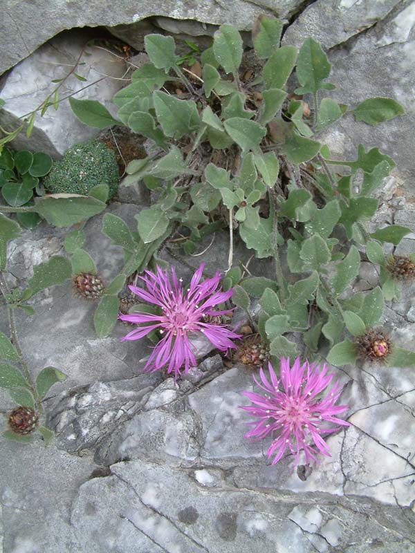 Centaurea montis-borlae / Centaurea del Monte Borla